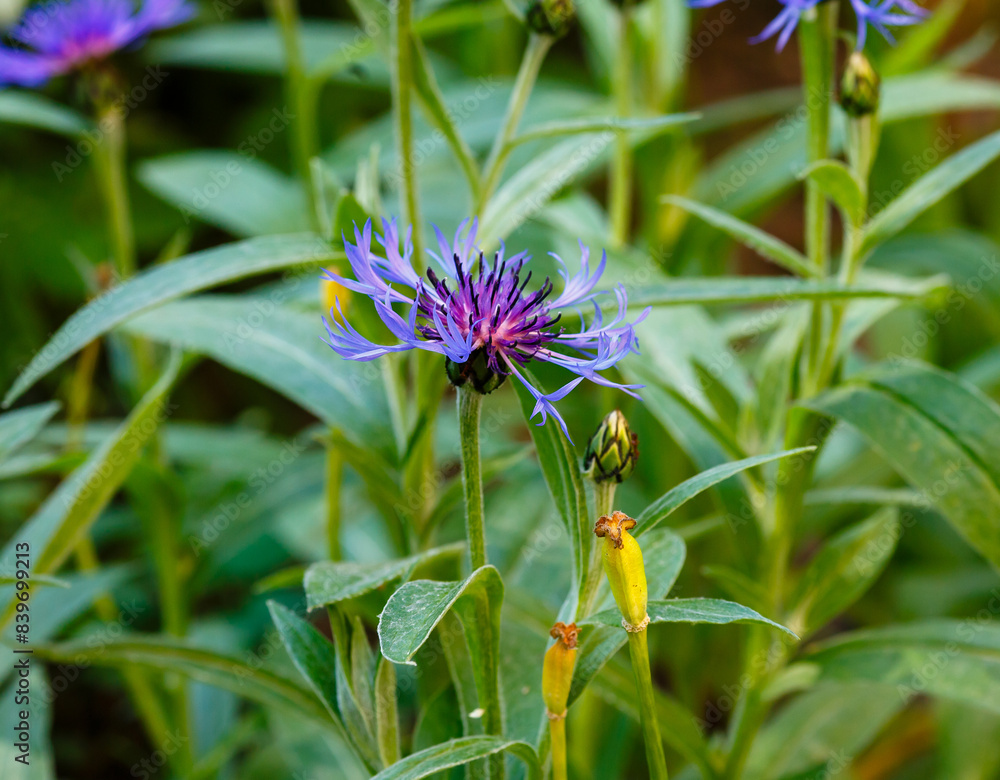 Cornflower ( lat. Centauréa ) is a genus of herbaceous plants of the Asteraceae family Cornflower ( lat. Centauréa ) is a genus of herbaceous plants of the Asteraceae family