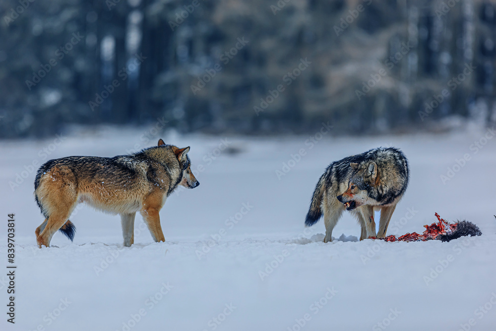 Naklejka premium Eurasian wolf (Canis lupus lupus) two males fighting for prey in the snow