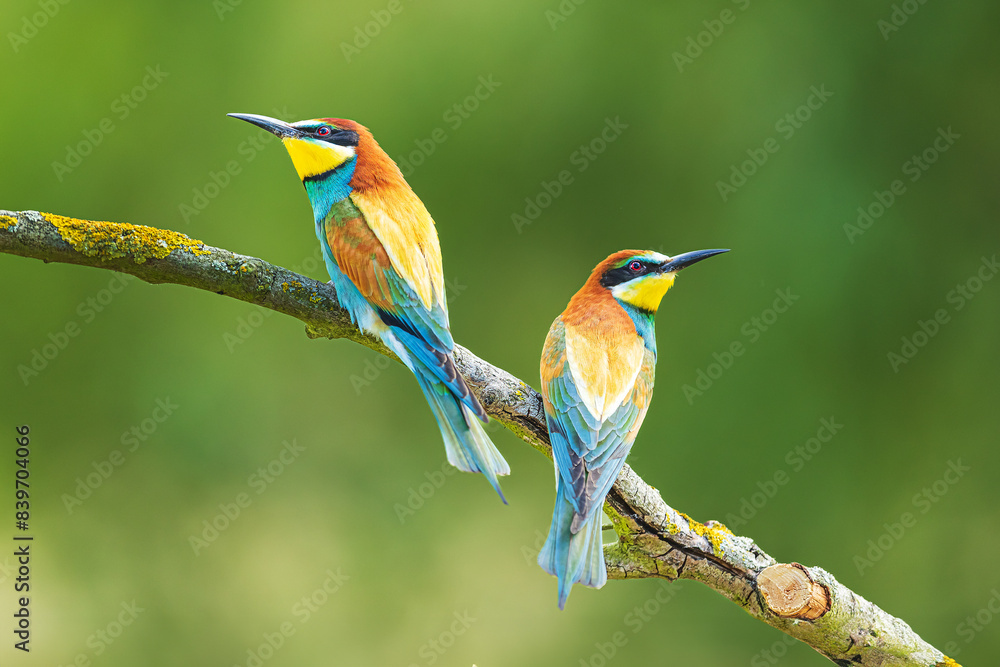 The male European bee-eater (Merops apiaster) two resting on a stick The male European bee-eater (Merops apiaster) two resting on a stick