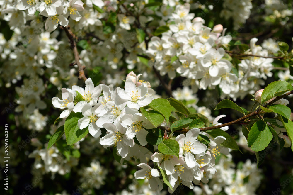 Apple tree branch with flowers. Apple tree branch with flowers.