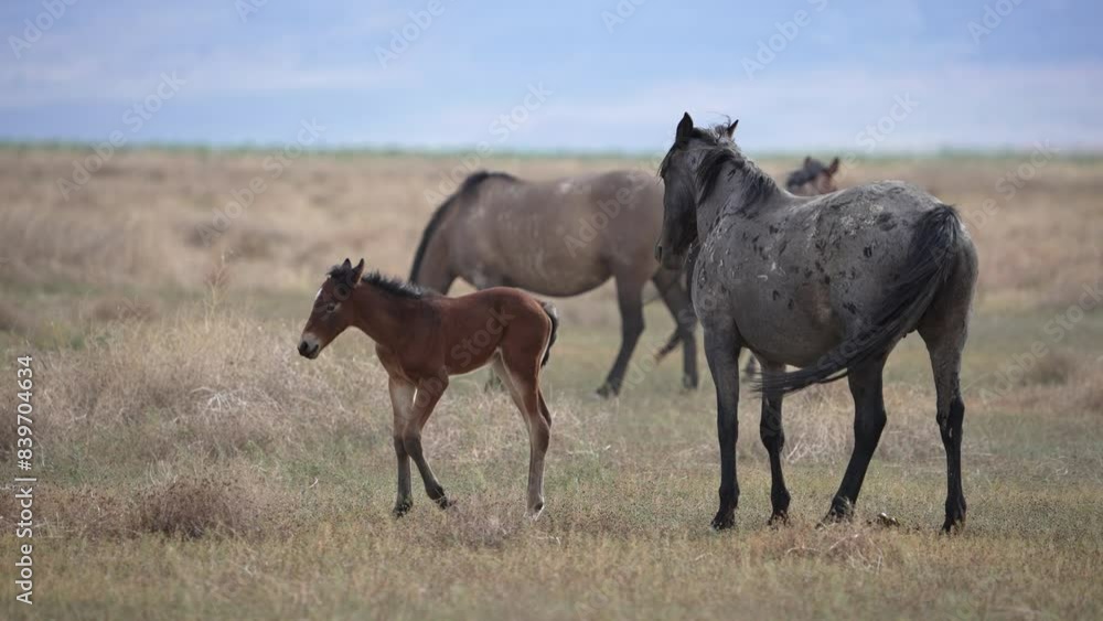 Wild Horse foal and mare grazing through the Utah desert as part of the south Onaqui herd. Wild Horse foal and mare grazing through the Utah desert as part of the south Onaqui herd.