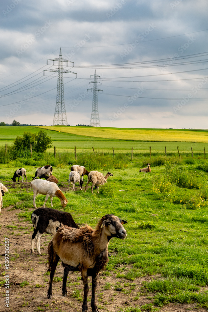 Fototapeta premium Schafe auf der Weide im Frühjahr