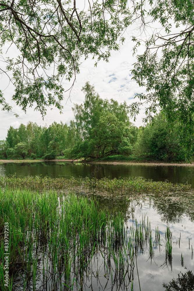 View through tree branches to a river overgrown with reeds and aquatic vegetation and the opposite bank with trees. Landscape on a cloudy spring day View through tree branches to a river overgrown with reeds and aquatic vegetation and the opposite bank with trees. Landscape on a cloudy spring day
