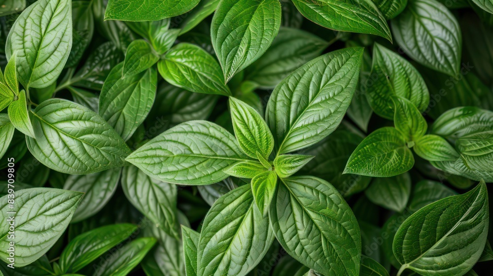 A close-up of vibrant green leaves, focusing on the intricate patterns and textures of the foliage A close-up of vibrant green leaves, focusing on the intricate patterns and textures of the foliage