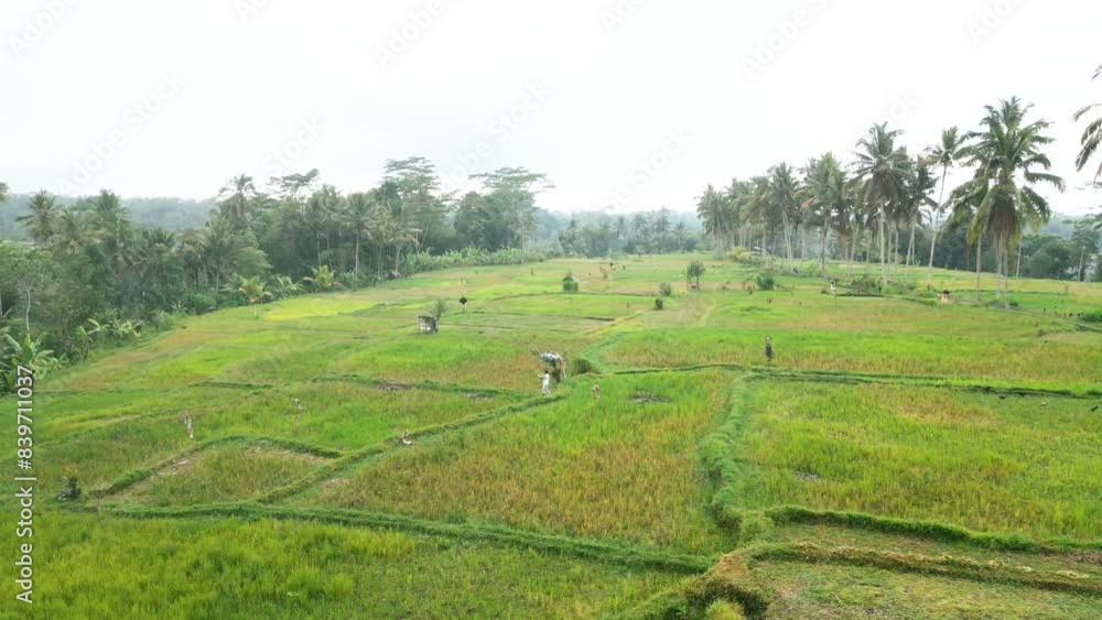 Aerial video of green unripe rice fields and palm trees in the countryside. Indonesia Aerial video of green unripe rice fields and palm trees in the countryside. Indonesia