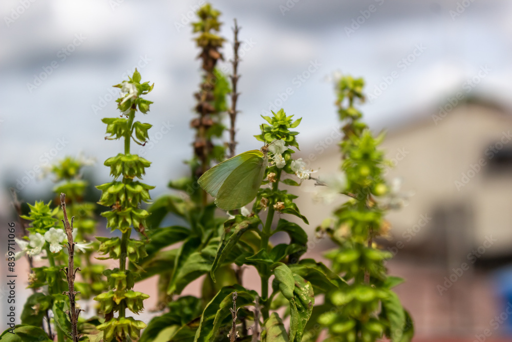 butterfly in the plants on the roof of the house butterfly in the plants on the roof of the house