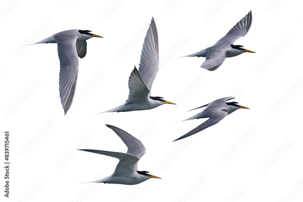 Obraz premium 飛翔するコアジサシの切り抜き画像