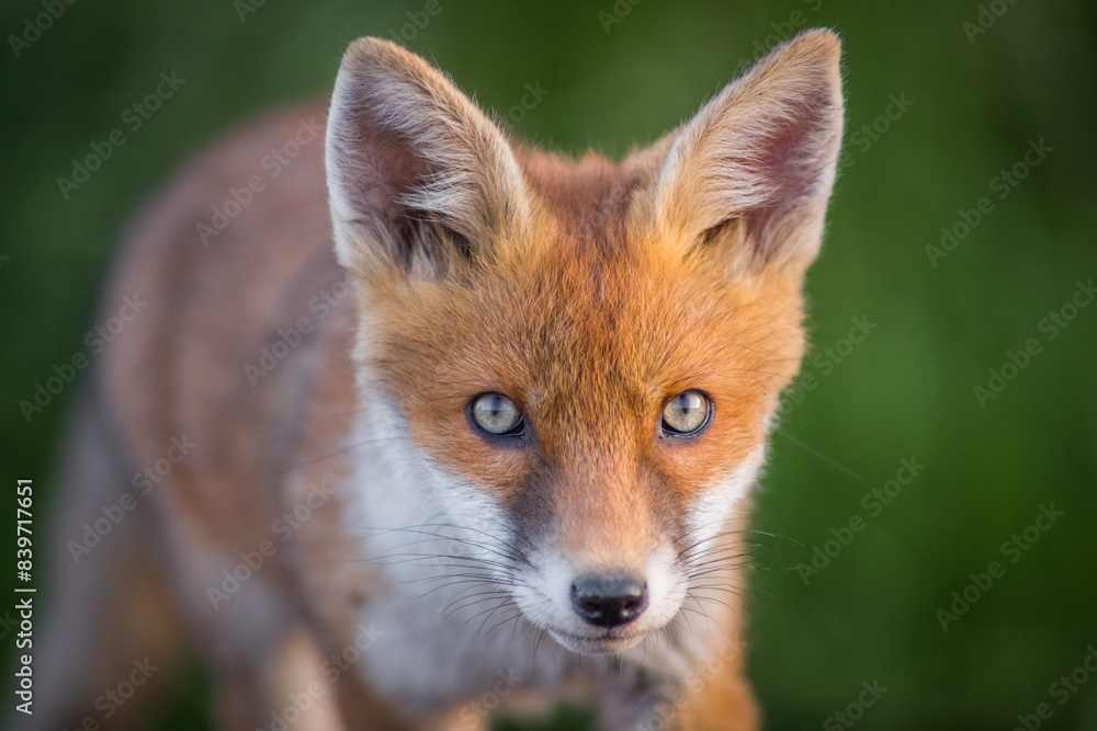 Obraz premium Curious little cubs of red fox, vulpes vulpes, staring into the camera on the field. Sweet fox sibling discovering the countryside. Adorable young 