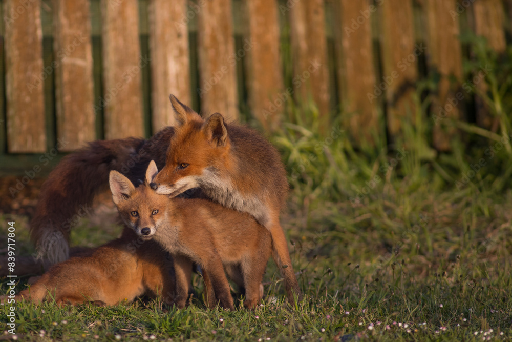 Obraz premium red fox mother grooming cubs outside den in garden, london united kingdom