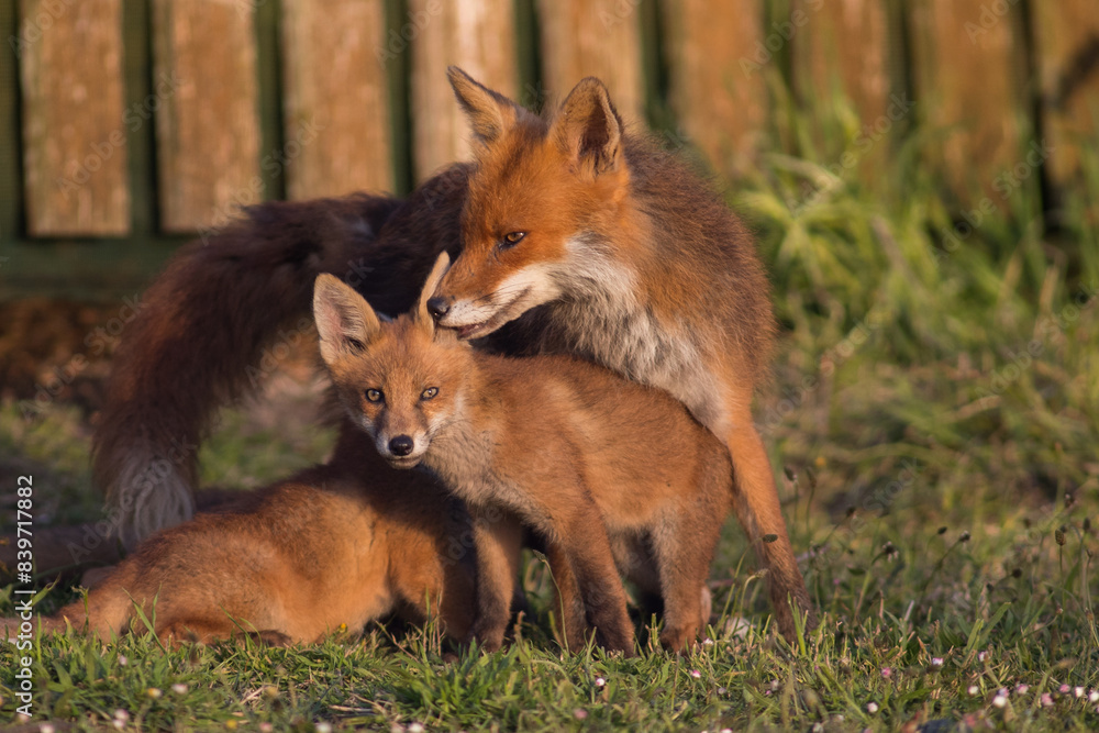 red fox mother grooming cubs outside den in garden, london united kingdom red fox mother grooming cubs outside den in garden, london united kingdom