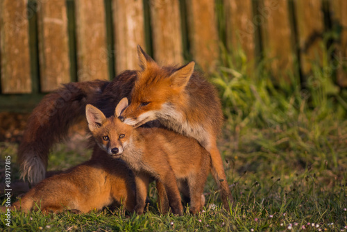 Wallpaper Mural red fox mother grooming cubs outside den in garden, london united kingdom Torontodigital.ca