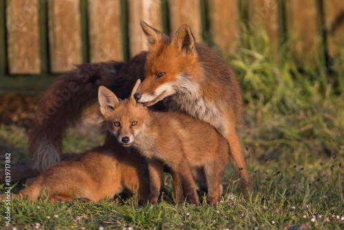 red fox mother grooming cubs outside den in garden  london united kingdom