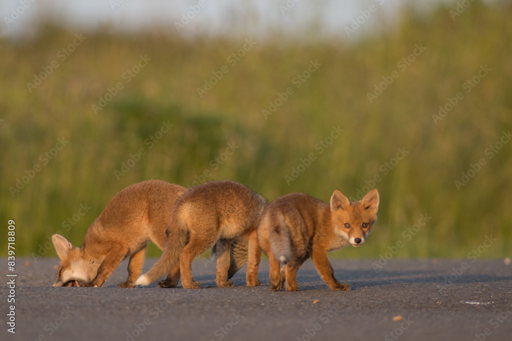 Red Fox Cubs in summertime baby and wild cute foxes vulpes vulpes, June 2024 United Kingdom Red Fox Cubs in summertime baby and wild cute foxes vulpes vulpes, June 2024 United Kingdom