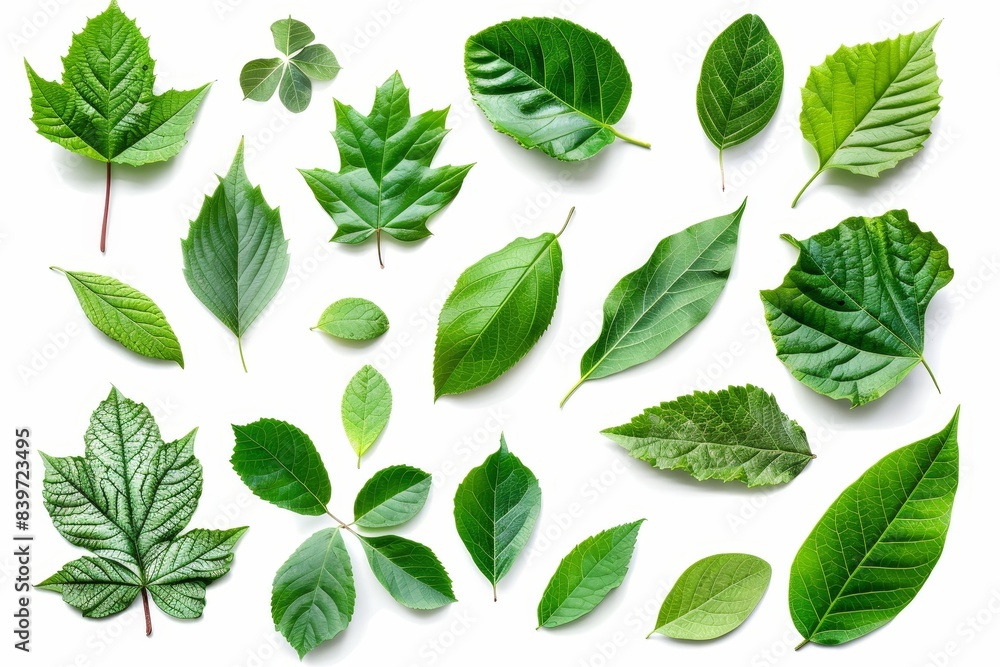 Green leaves isolated on white background Green leaves isolated on white background