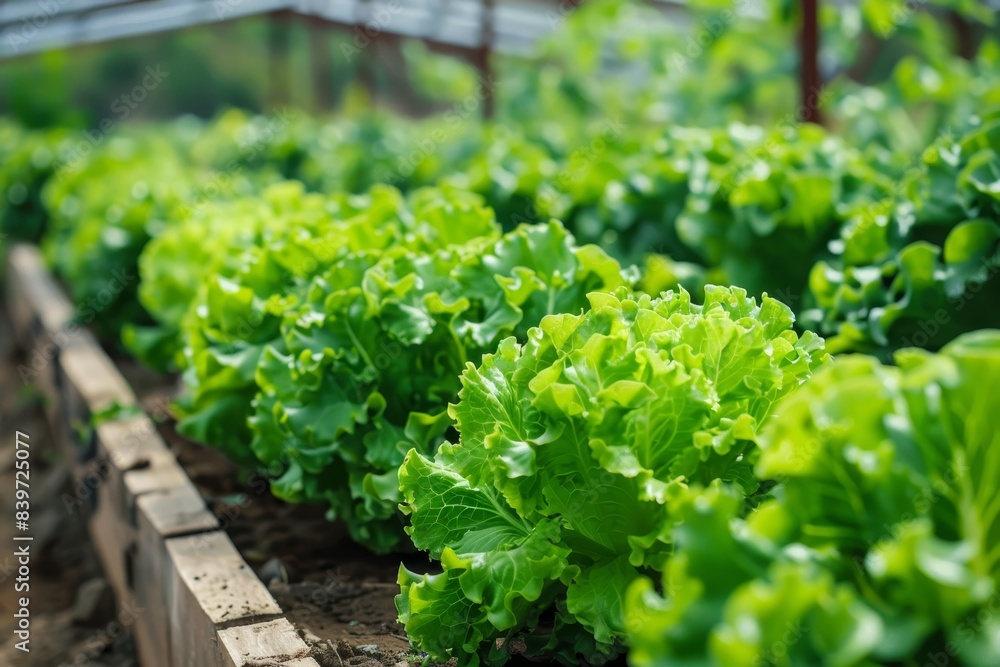 Growing organic salads in greenhouses Growing organic salads in greenhouses