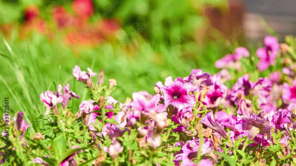 Petunia atkinsiana (hybrida) is Petunia plant nothospecies (hybrid), which encompasses all hybrid species of petunia between Axillaris and Integrifolia. Petunia atkinsiana (hybrida) is Petunia plant nothospecies (hybrid), which encompasses all hybrid species of petunia between Axillaris and Integrifolia.