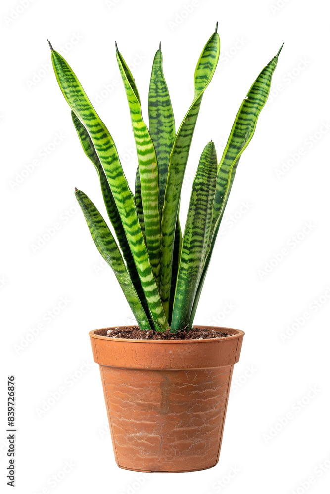 Potted Snake Plant with Green Leaves Isolated On White Background Potted Snake Plant with Green Leaves Isolated On White Background