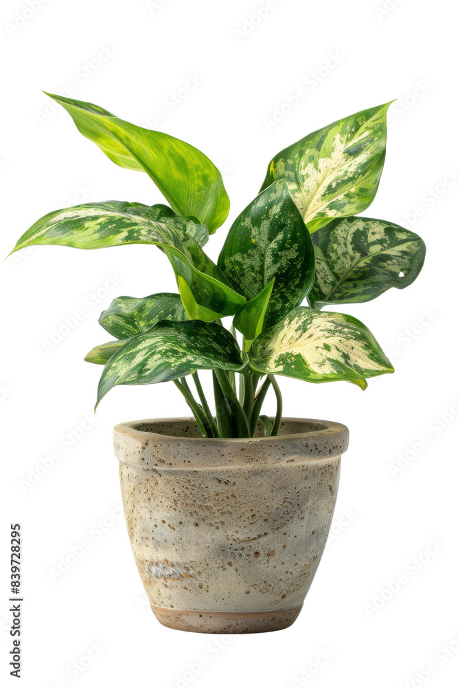 custom made wallpaper toronto digitalGreen and White Variegated Plant in a Stoneware Pot isolated on white background
