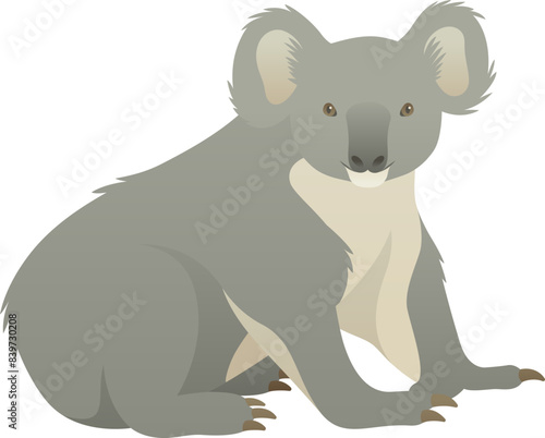 Color vector illustration of Australian koala bear. Wild arboreal herbivorous marsupial isolated on white background. Wildlife of Australia.