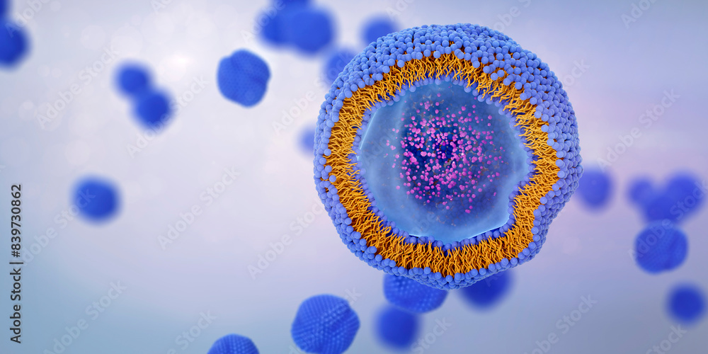 Behang Liposome cross section with molecules or nanoparticles enclosed by a lipid bilayer