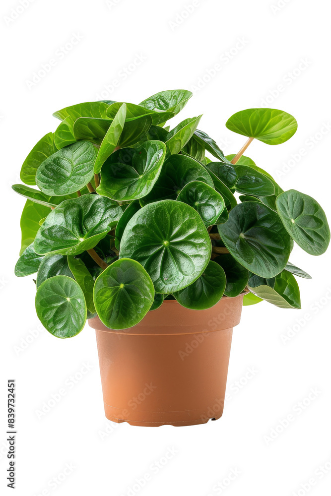 Green Indoor Plant in a Brown Pot isolated on white background Green Indoor Plant in a Brown Pot isolated on white background