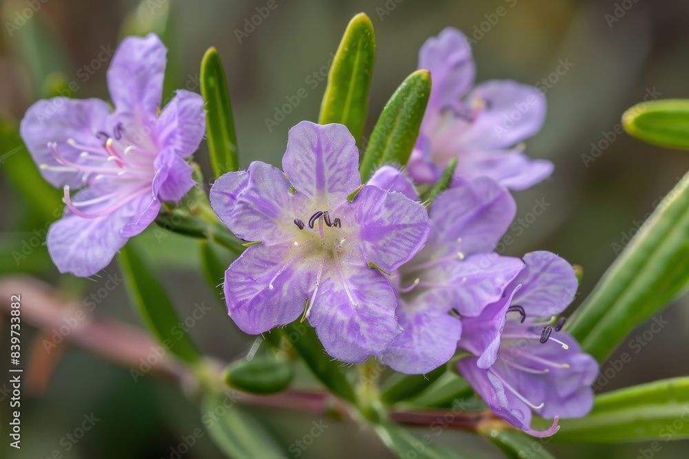 Mauve coastal rosemary in close up NSW wildflower Mauve coastal rosemary in close up NSW wildflower