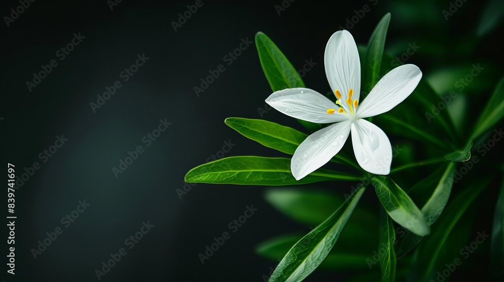 Obraz premium delicate white flower blooming on black background concept illustration