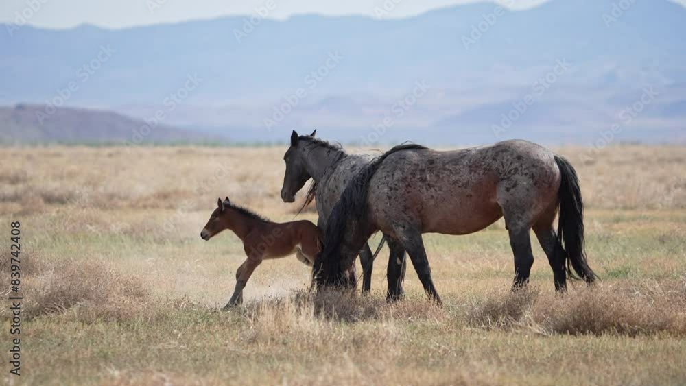 Wild Horse more tapping her foal to get up and move. Wild Horse more tapping her foal to get up and move.