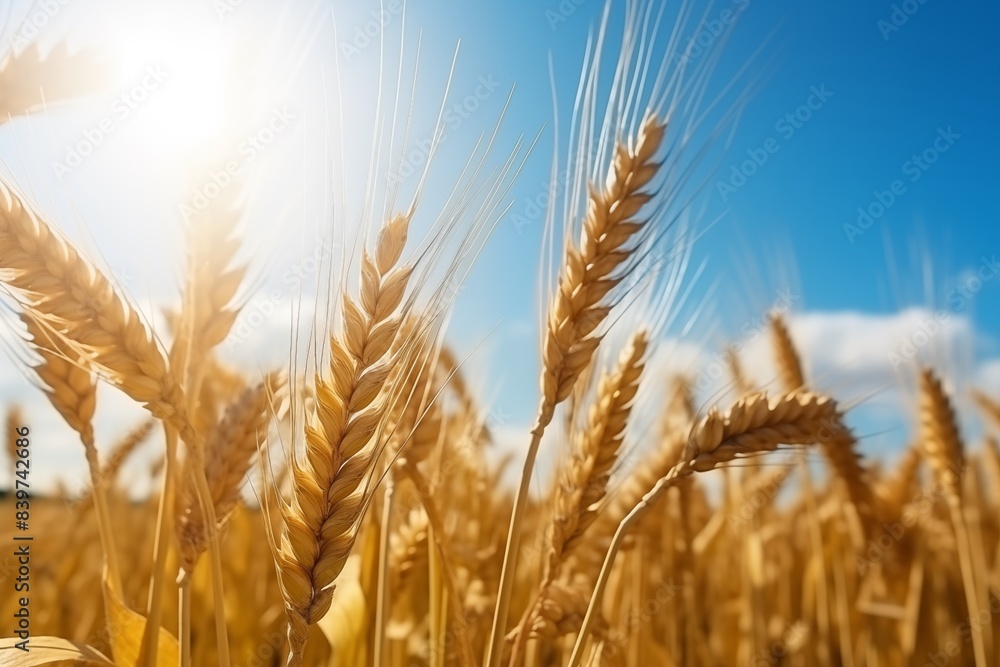 Golden hue of wheat fields under the bright sun, showcasing the beauty of nature and the anticipation of harvest, symbolizing agricultural abundance and the promise of a bountiful yield Golden hue of wheat fields under the bright sun, showcasing the beauty of nature and the anticipation of harvest, symbolizing agricultural abundance and the promise of a bountiful yield