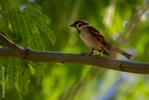 A tree sparrow isolated on a branch of tree. Sparrow in nature background. Bird between green leaves. Passer montanus. Beautiful bird for wallpaper.