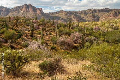 Sonoran Desert Wilderness