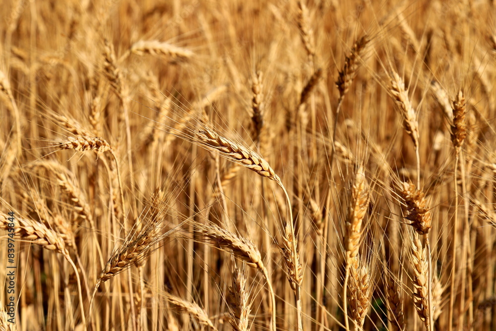 Ears of wheat, yellow field background, nature. Rich summer harvest, agriculture, food production. Lack of food wheat, export of wheat from Ukraine. Ears of wheat, yellow field background, nature. Rich summer harvest, agriculture, food production. Lack of food wheat, export of wheat from Ukraine.
