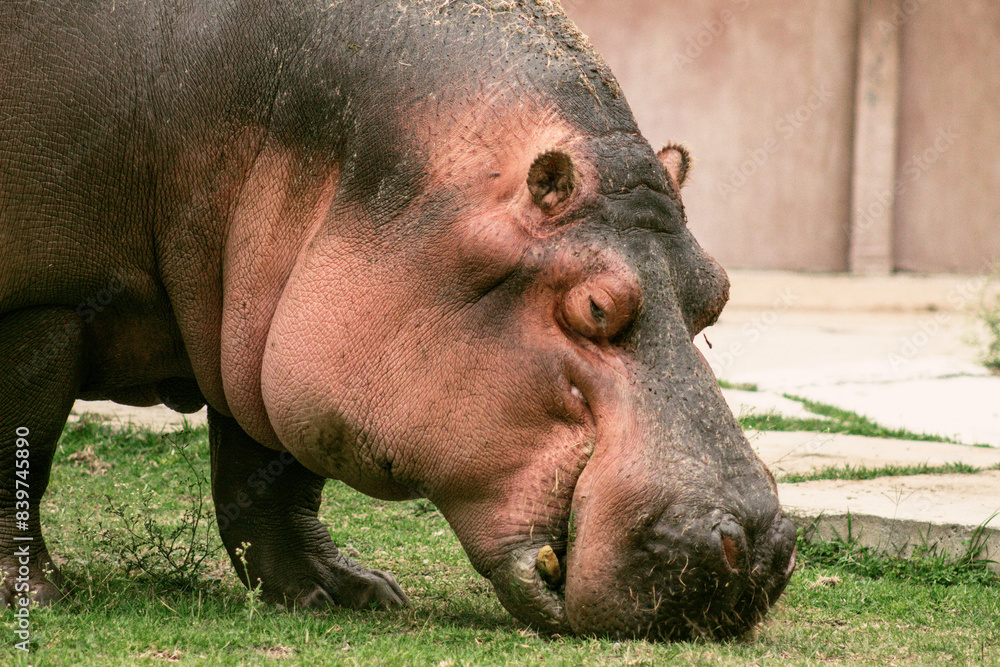 hippopotamus in zoo