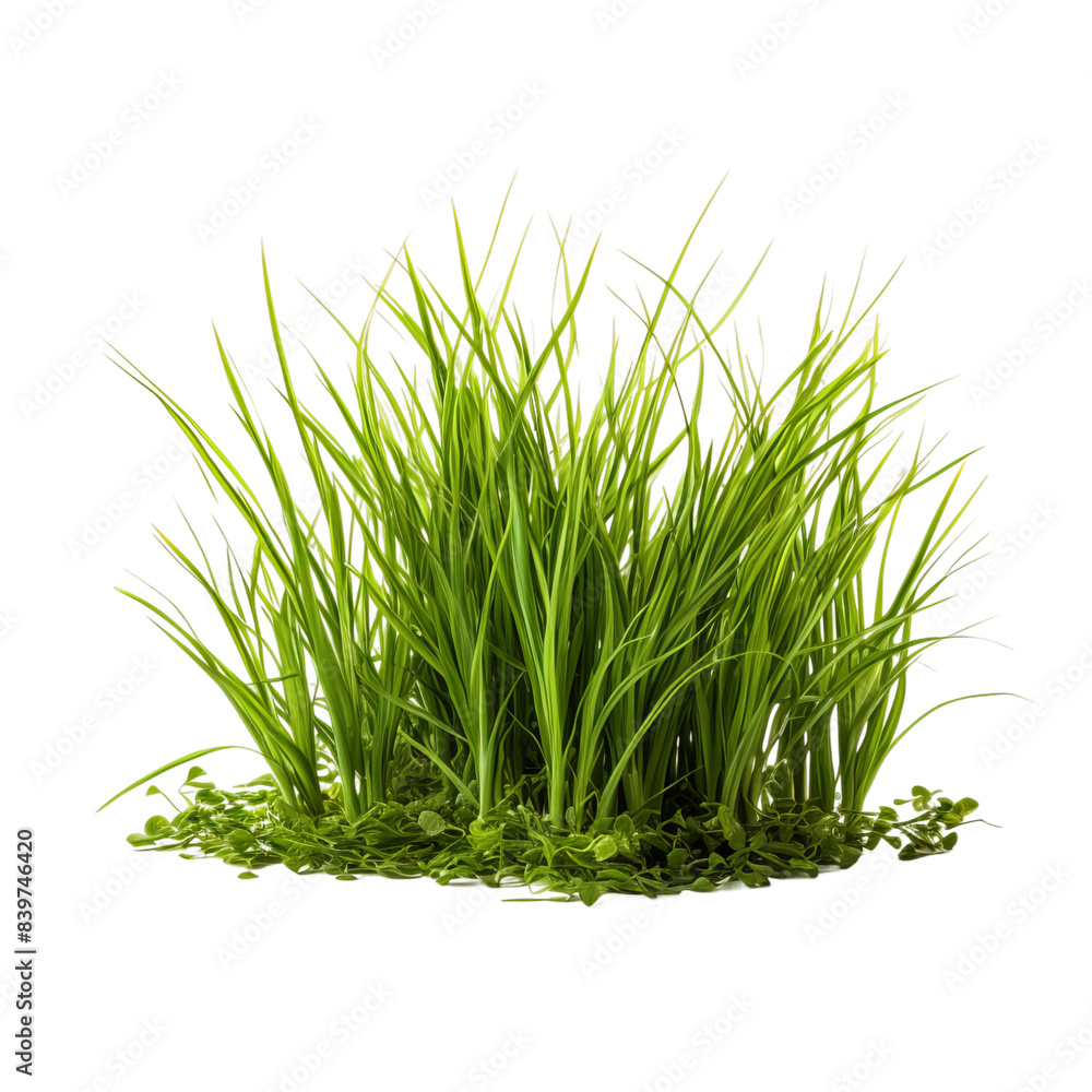 Obraz premium green grass isolated on white background