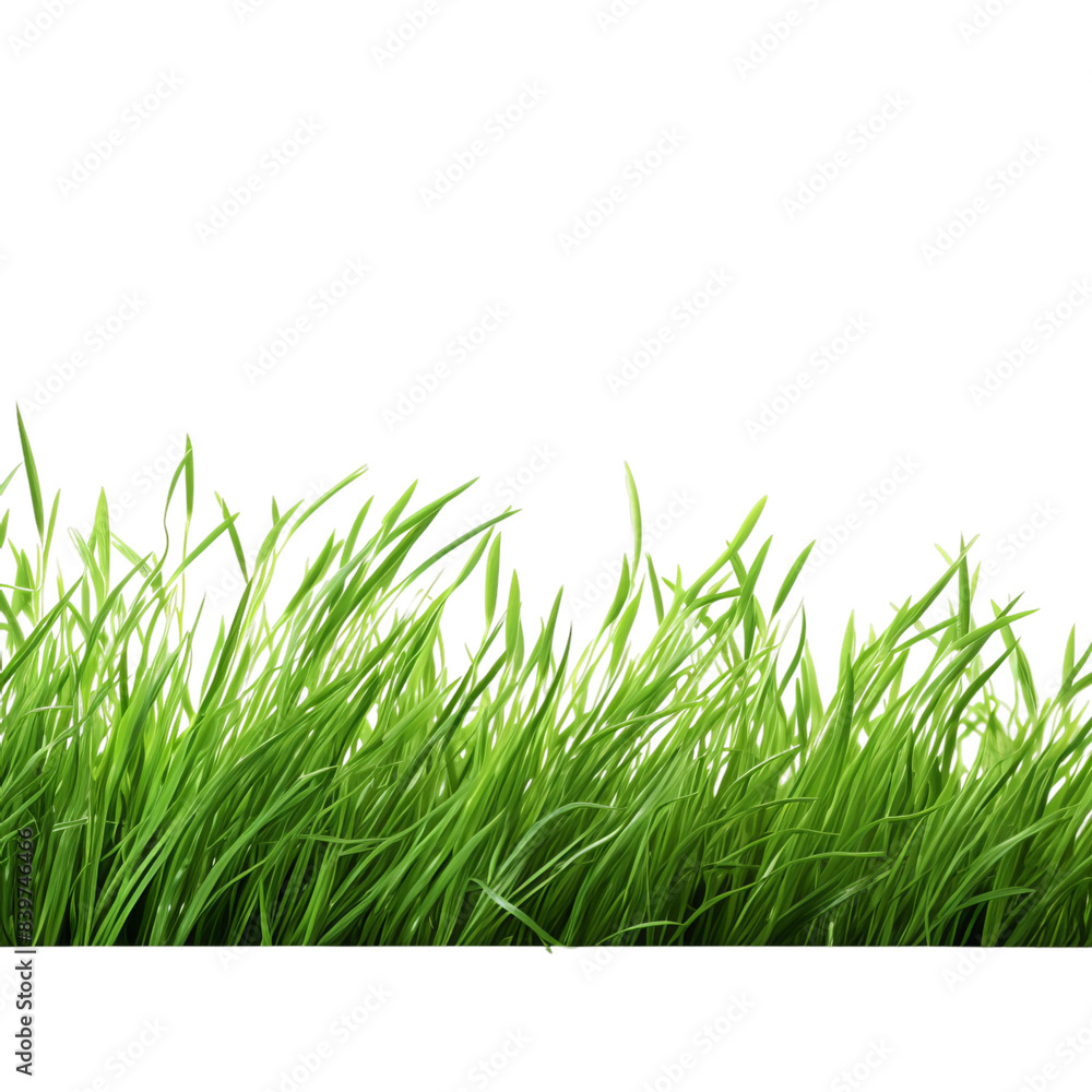 Obraz premium green grass isolated on white background