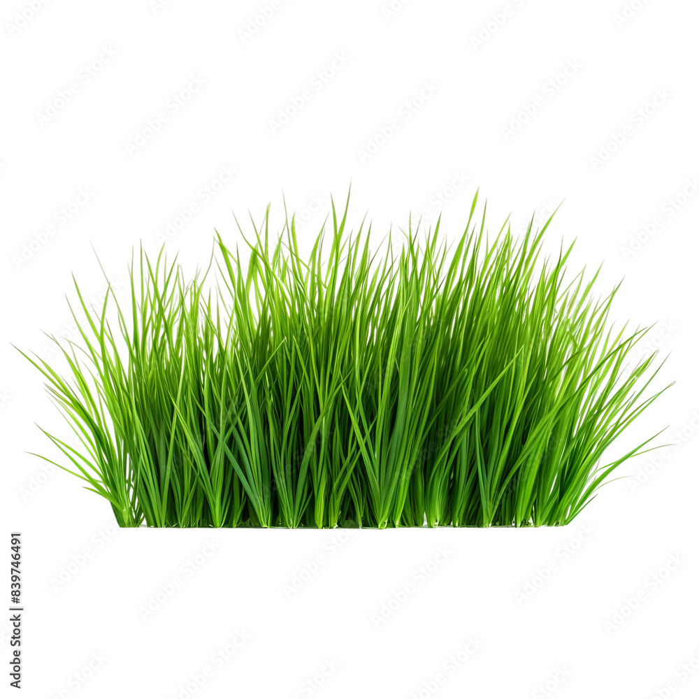 Obraz premium green grass isolated on white background