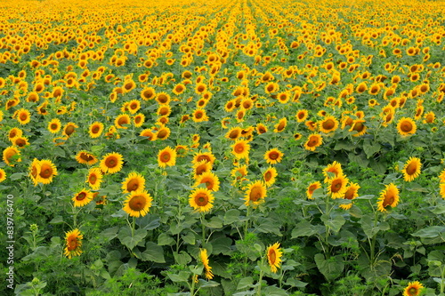 A field of sunflowers blooms on summer day. Beautiful sunflower background, agricultural industry, oil production, honey, nature flowers