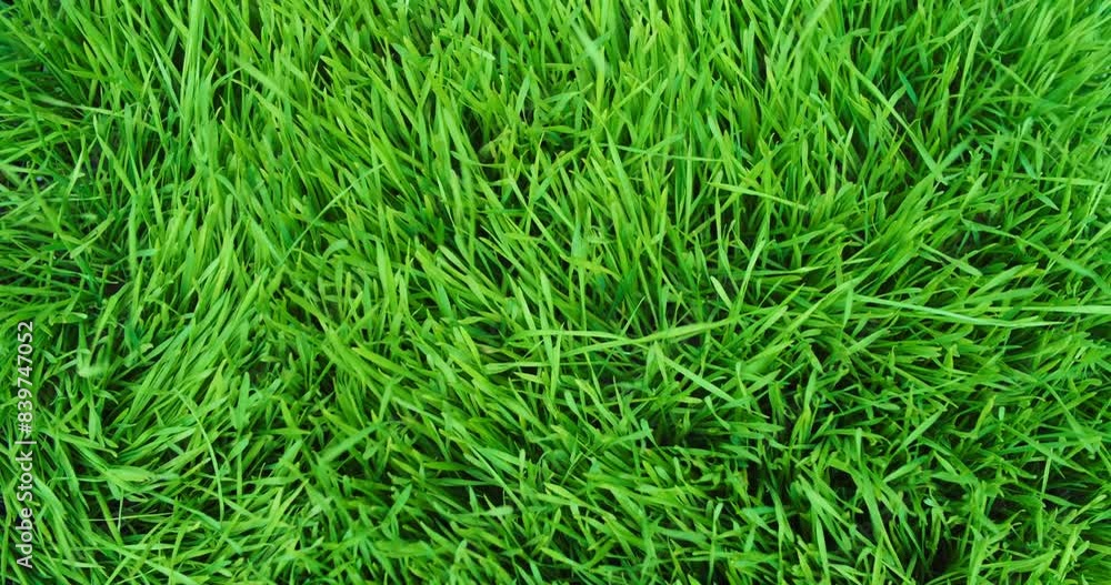 Lush spring grass moving in the wind. Overhead of vibrant green meadow grass. Seamless loop. Lush spring grass moving in the wind. Overhead of vibrant green meadow grass. Seamless loop.