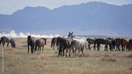 Wallpaper Mural Vehicle kicking up dirt driving past herd of wild horses in the West desert of Utah. Torontodigital.ca