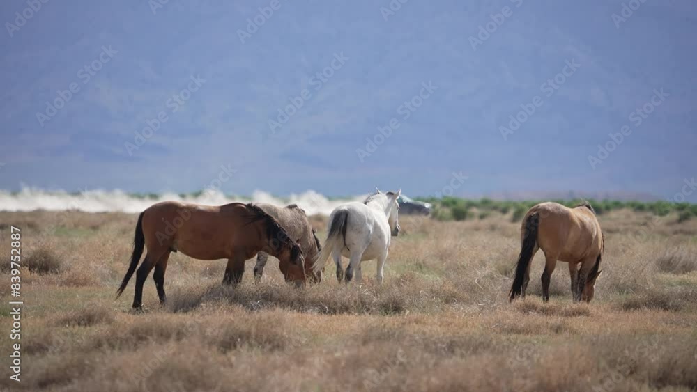 Wild Horses grazing as car drives by kicking up dirt in the Utah desert. Wild Horses grazing as car drives by kicking up dirt in the Utah desert.
