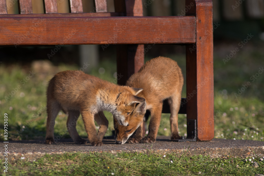 Close up of two playful Red fox cubs (Vulpes vulpes) in the field of grass, local park urban. United Kingdom Close up of two playful Red fox cubs (Vulpes vulpes) in the field of grass, local park urban. United Kingdom