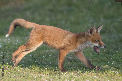 red fox vulpes running in evening sun on daisyfield grass in urban garden