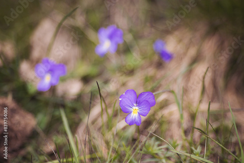 Beautiful mountain flowers. Lush mountain vegetation close up. Growing wild common violet plant (wood violet, viola odorata, dog wild violet, viola hirta, viola sororia, sweet violet) photo