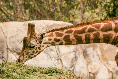 Photography giraffe eating grass