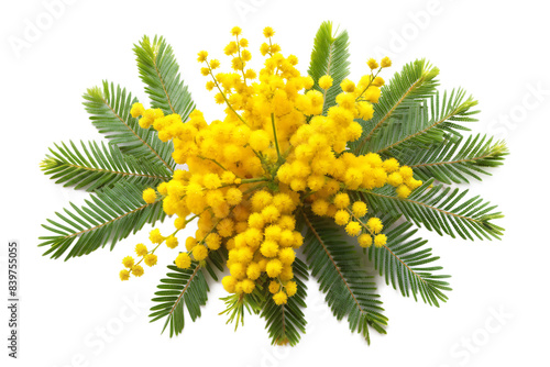  mimosa isolated on white background ai generated