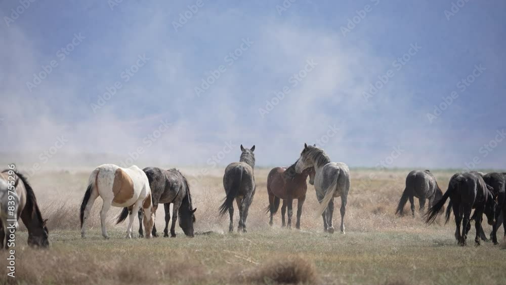 Dust blowing through the air as wild horses graze in the Utah desert. Dust blowing through the air as wild horses graze in the Utah desert.