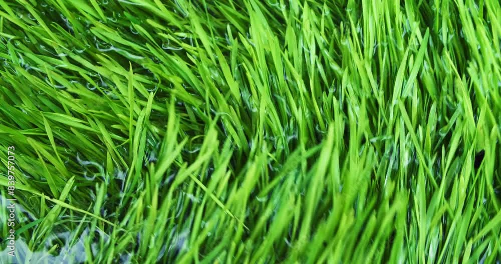 Lush spring grass winding through flowing water. Overhead of vibrant green meadow grass moving through clear flood water. Showing environmentally consciousness, calming nature or Earth day background. Lush spring grass winding through flowing water. Overhead of vibrant green meadow grass moving through clear flood water. Showing environmentally consciousness, calming nature or Earth day background.