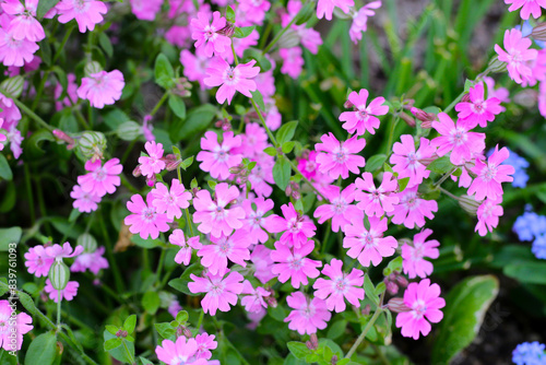 Silene pendula pink flower in the garden photo