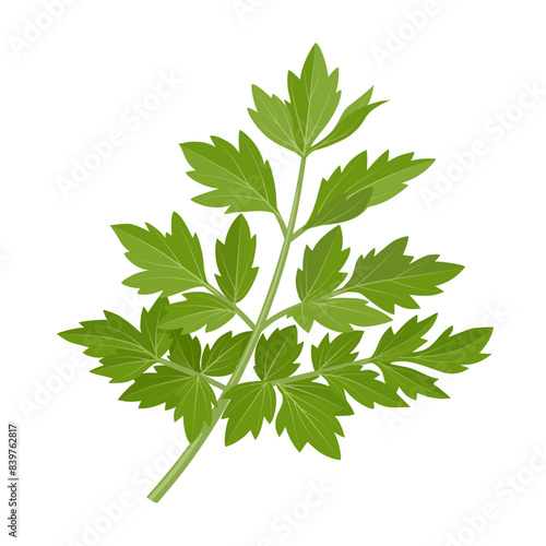Vector illustration of fresh Lovage, scientific name Levisticum officinale, isolated on white background.