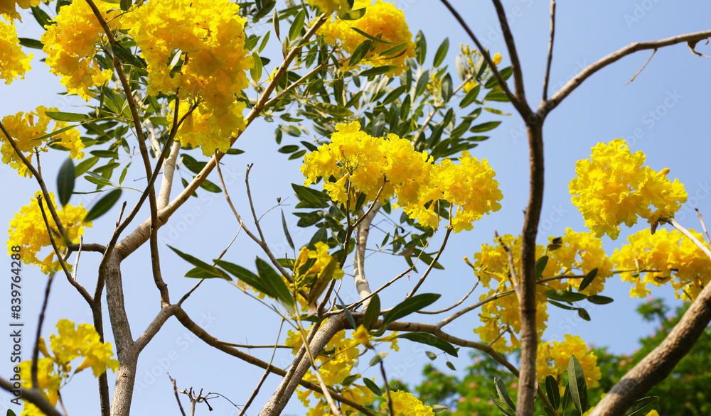 Silver trumpet tree, Tree of gold, Paraguayan silver trumpet tree Silver trumpet tree, Tree of gold, Paraguayan silver trumpet tree